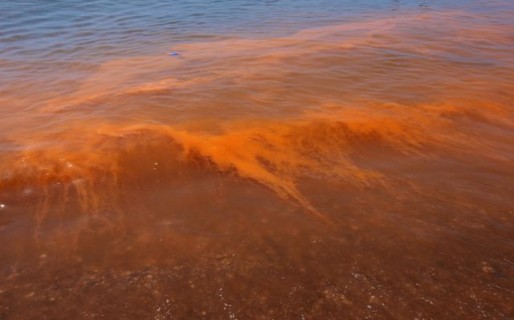 Alerta bromatológico por marea roja