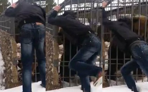Un borracho quiso acariciar a un oso y perdió la mano en el intento