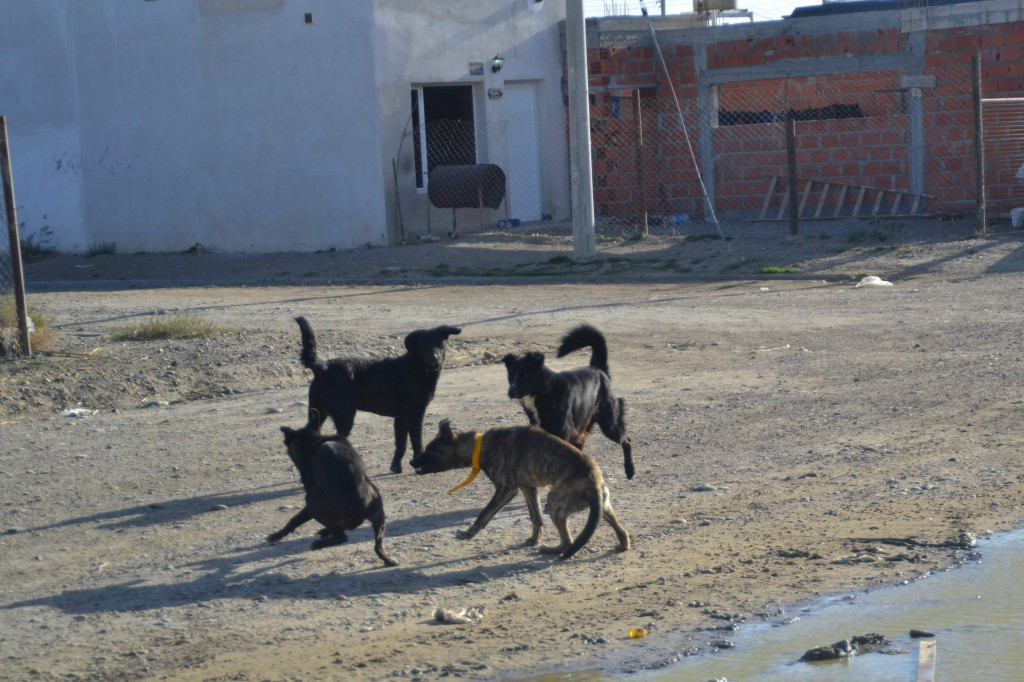 perros 006