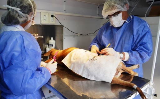El 21 y 22 de mayo implementan castraciones los fines de semana