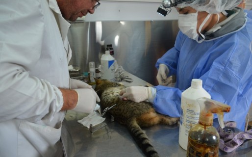 Exitosa campaña de esterilización canina y felina en el Stella Maris