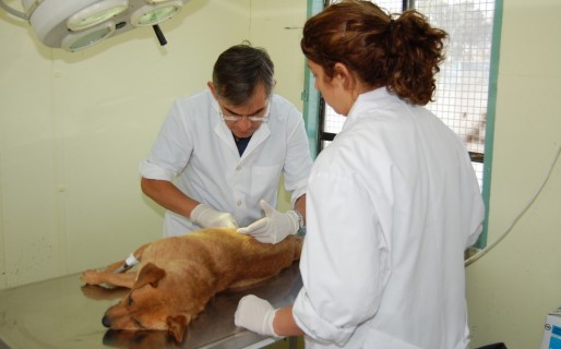 Nueva ubicación del tráiler de esterilización canina y felina