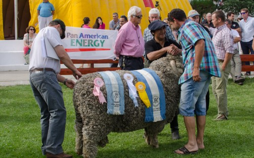 PAE acompaña la Exposición Rural de Comodoro y las fiestas populares de la región