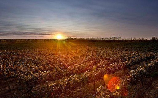 Un viaje por la ruta del vino en Chubut