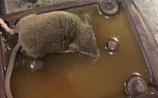 Clausuran el Carrefour del centro por encontrar ratas