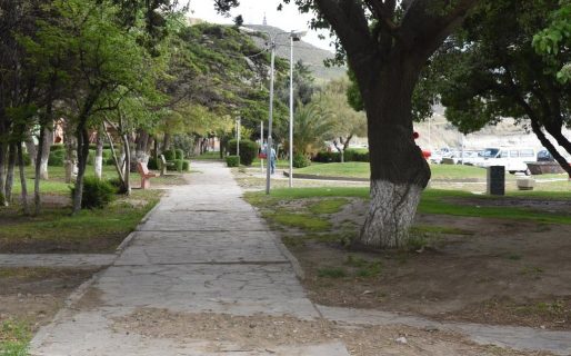 Avanzan las tareas de poda por seguridad