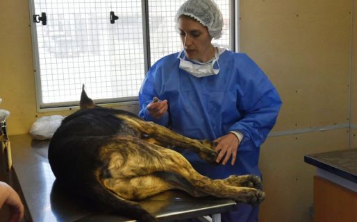 Exitosa nueva jornada de esterilización masiva