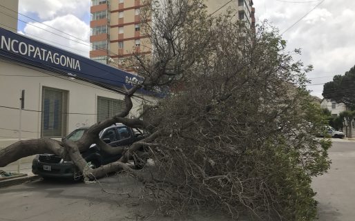 Las ráfagas de viento tiraron un árbol en el centro