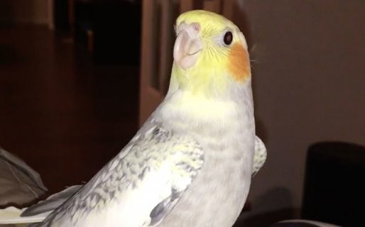 ¿Es tu iPhone el que suena? No, es mi cacatúa