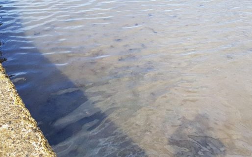 Nueva denuncia por un derrame de petróleo en Caleta Córdova