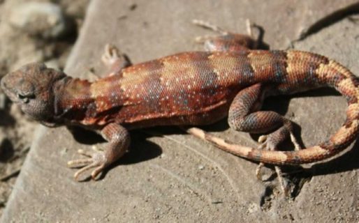 Una lagartija condiciona a las empresas que trabajan en Vaca Muerta