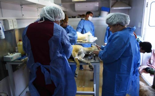 Una nueva jornada de esterilización masiva y de adopción se realizará este fin de semana