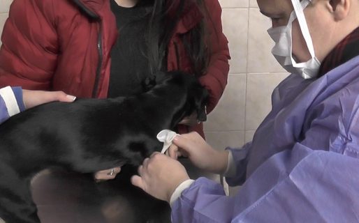 Realizarán otra jornada de esterilización masiva de mascotas en el dispensario canino