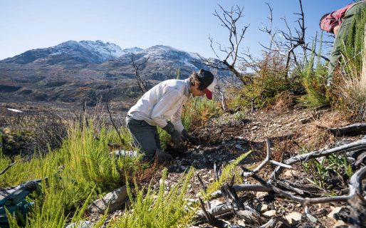 PAE contribuye a la recuperación del bosque nativo de Cholila