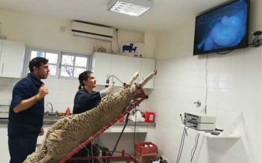 Profesionales se capacitaron en inseminación ovina en el Centro de Reproducción Animal