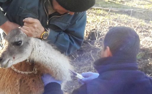 Chubut primer provincia argentina que regula el acceso a sus recursos genéticos