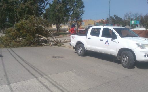 Temporal de viento: Defensa Civil intervino ante situaciones de riesgo