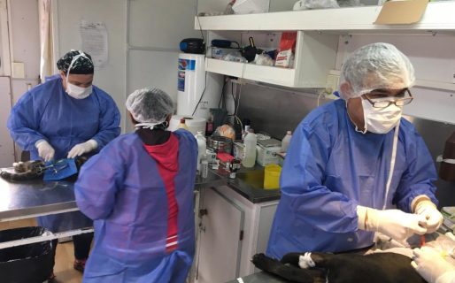 Volvió el tráiler de esterilización canina y felina