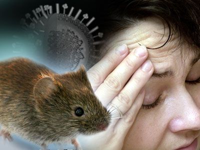 Si confirman que el brote de Hantavirus es por contagio humano, sería «alerta nacional»