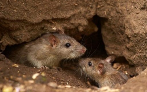 Confirmaron el caso de Hantavirus en el Parque Nacional Los Alerces