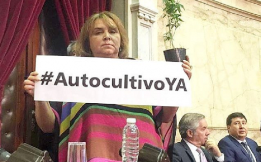 Una diputada puso una planta de cannabis en su banca para pedir por el autocultivo