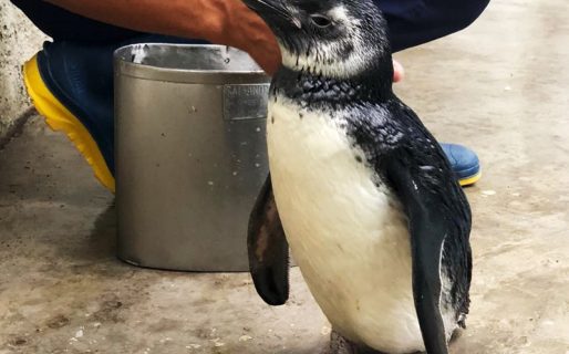 Tenían un pingüino de Magallanes en una casa de las Sierras de Córdoba