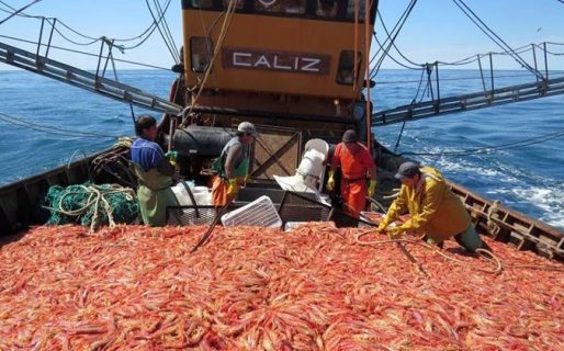 Chubut reclamó a Nación que el langostino sea procesado en plantas argentinas