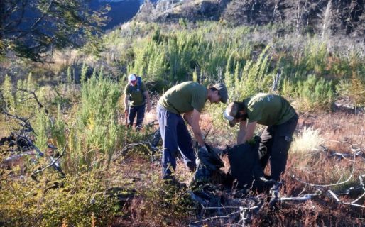 Realizaron una jornada de reforestación en Cholila
