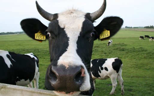 Tiempo de vacas flacas, que casi no dan leche