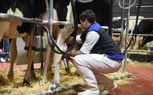 La venta de leche en el mercado interno cayó un 13 % en el último año