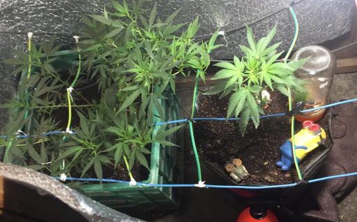 La Policía secuestró ocho plantas de marihuana y un minion