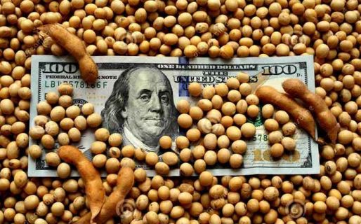Derrumbe: La soja ya está en valores que no se veían desde 2007