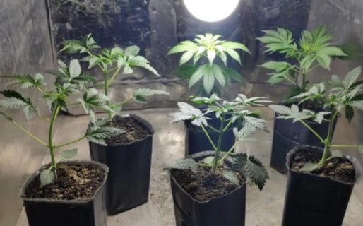 Siete plantas de marihuana y armas en un domicilio del Abásolo