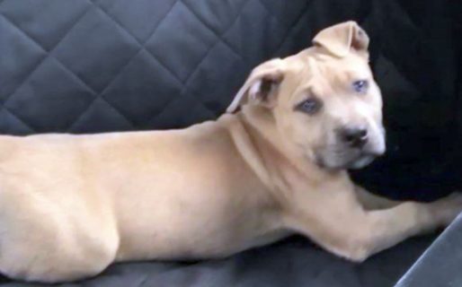 Un Pitbull murió picado por una serpiente venenosa cuando intentaba salvar a dos niños