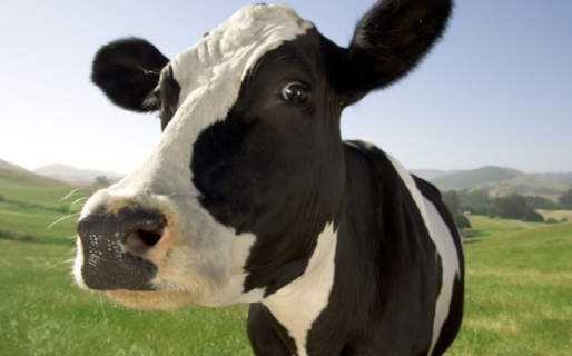 Mataron a balazos a una vaca a punto de parir, la despostaron y se la llevaron