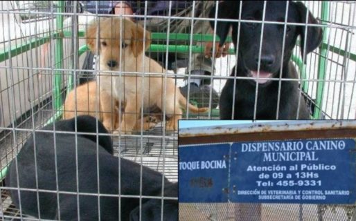 Proponen la vuelta de la perrera municipal para terminar con los ataques de perros callejeros