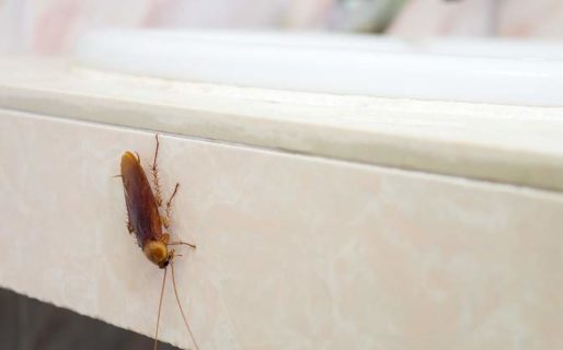 Un hongo argentino podría tener la clave para terminar con las cucarachas