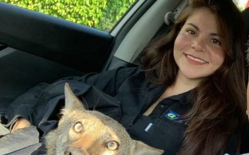 A cualquiera le puede pasar: pensó que rescataba a un perro herido, pero resultó ser un coyote