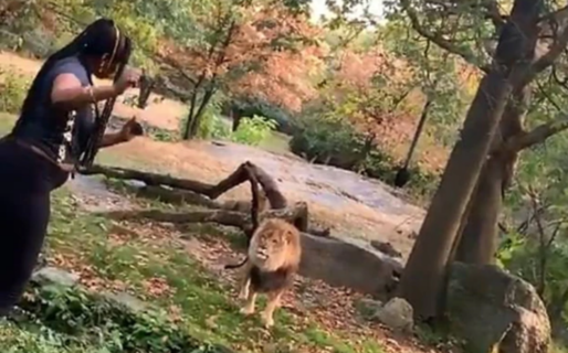 Una mujer saltó a la fosa de los leones en un zoológico de Nueva York