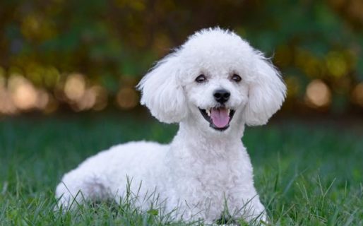 Por qué el perro hace sus necesidades dentro de casa