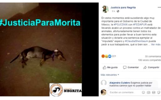Arrojó una perra salchicha de un quinto piso porque le pidieron la pieza donde alquilaba