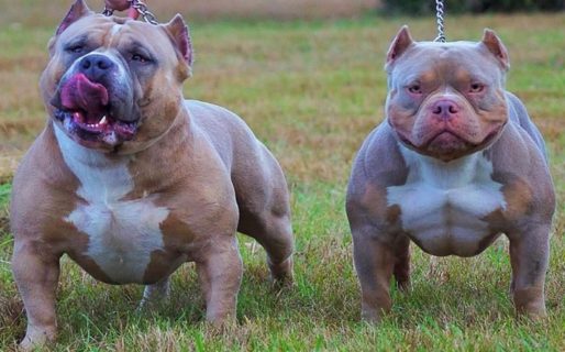 Dos pitbull atacaron a una mujer en barrio Roca