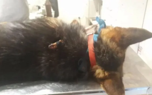 Le clavaron un caño en el pecho a un perro en Bella Vista Norte