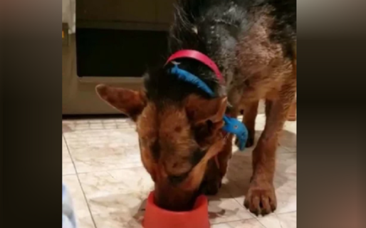 Operaron al perro que apareció con un caño clavado en el pecho