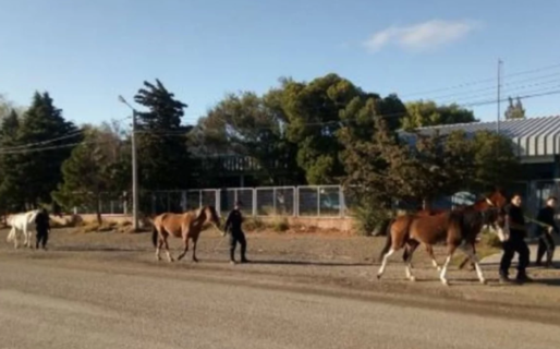 Por la falta de móviles policiales habrá recorridas a caballo en zona norte