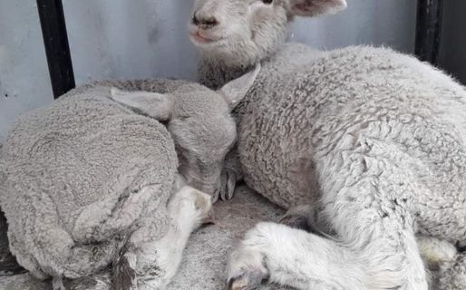 Robaron un cordero de una granja y reclaman su devolución dentro de 24hs