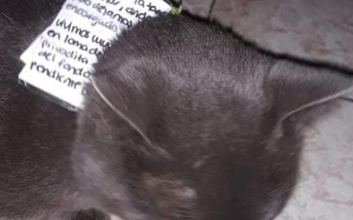 De película, un gato tenía dos casas y dos familias que lo alimentaban