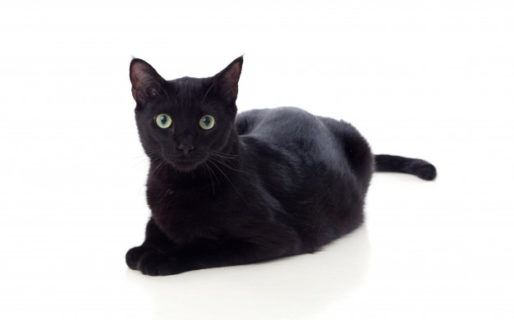 Es hora de parar con el “mito de los gatos negros”, que pone en riesgo la vida de los felinos