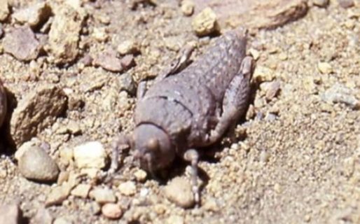 Preocupación en Chubut por una invasión de Tucura Sapo que se come el pasto del ganado