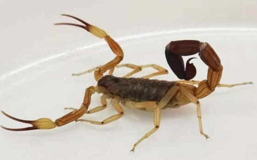 Con las altas temperaturas, vuelven a aparecer los alacranes: cómo prevenir picaduras y cuidar a los más chicos